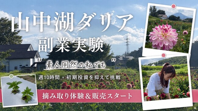 「素人同然の私でも」 山梨・山中湖村で始まったダリアの副業実験