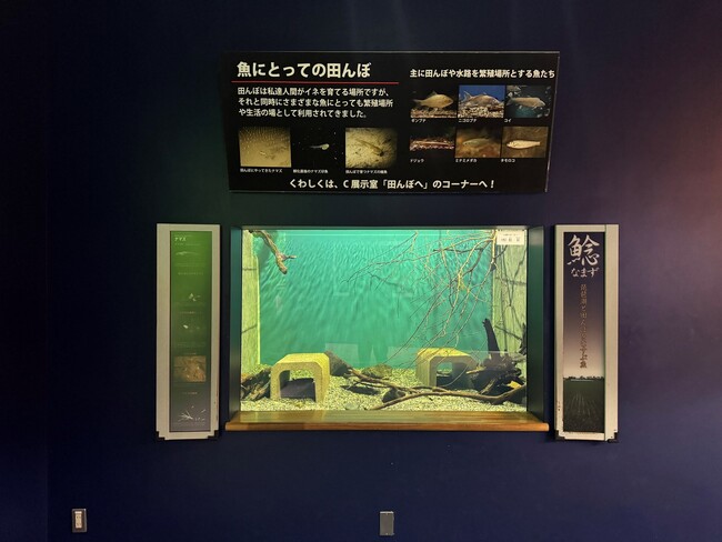 アクリルガラス交換にともなう一部展示水槽の閉鎖について