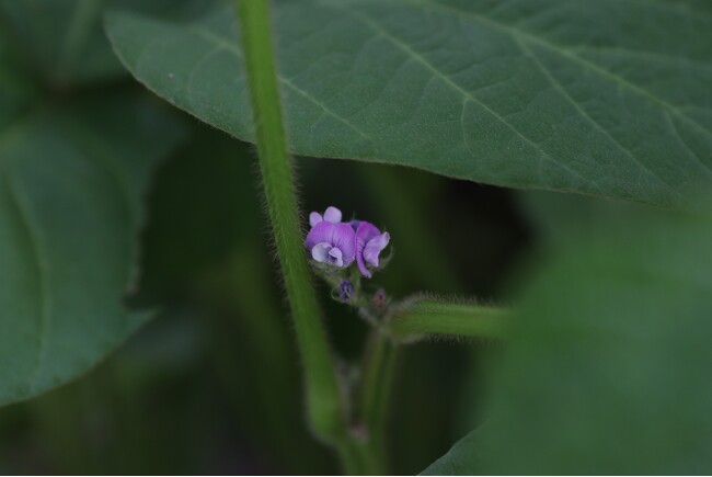 小さくてかわいい紫色の花―丹波篠山の特産品「黒大豆」の畑に、ひっそりと咲き始めました