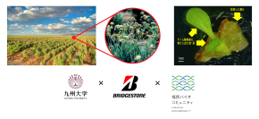 天然ゴム資源であるグアユールのゴム生産性向上に寄与する基盤技術を開発