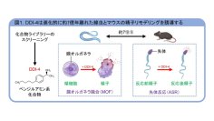 【摂南大学】なぜ、オスは高温下で生殖機能が低下するのか？ その答えを線虫からひもとく