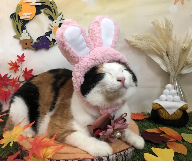 いなばペットフード　わんちゃん・猫ちゃんとの「お月見」 2026年9月カレンダー画像を公開中！