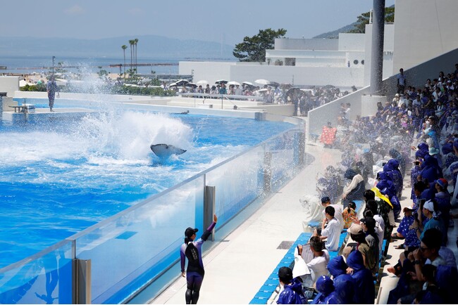 【神戸須磨シーワールド】９月の残暑を吹き飛ばそう！大人気のびしょ濡れ種目、シャチの「テールバースト」延長決定