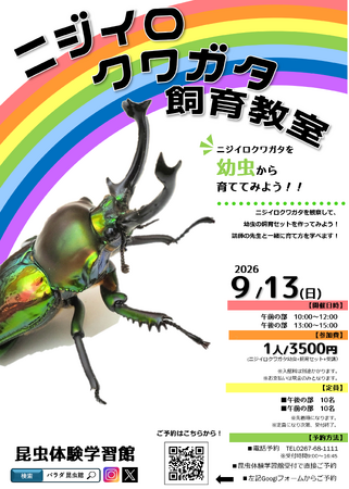 虹色に輝く美しいクワガタを幼虫から育てよう！昆虫体験学習館にて「ニジイロクワガタ飼育教室」を9月13日開催