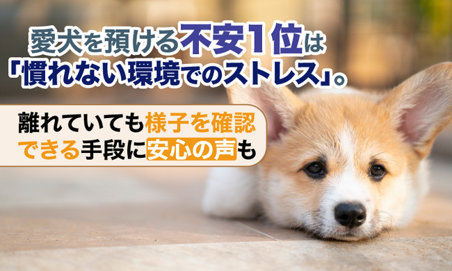 愛犬を預ける不安1位は「慣れない環境でのストレス」。離れていても様子を確認できる手段に安心の声も
