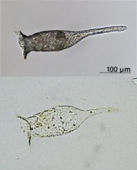 琵琶湖の絶滅危惧プランクトン「ビワコツボカムリ」は日本固有の亜種だった ～中国産個体群を新亜種「ムーランツボカムリ Difflugia biwae junyangi」として記載〜