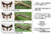 【東京農業大学】サツマイモ害虫ナカジロシタバは2種だった！