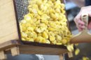 たっぷりの新栗を使用しています たっぷりの新栗を使用しています