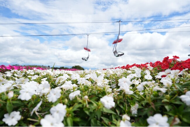 シルバーウィークは愛知県最高峰の花畑へ「茶臼山高原 サンパチェンスまつり」を開催