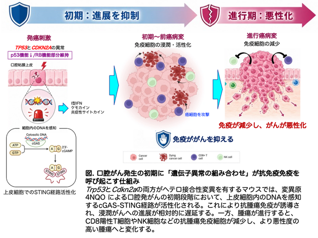 【徳島大学】口腔がん発生の初期に「遺伝子異常の組み合わせ」が免疫を呼び起こす仕組みを解明-p53-RB シグナルの不均衡が cGAS-STING 経路を活性化し、がんの悪性化を遅らせる可能性 -