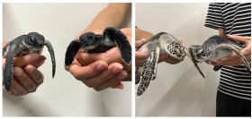 【すみだ水族館】新たなアオウミガメの赤ちゃん2頭を9月19日より一般公開
公開初日のお披露目会で名前を発表