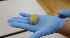 累計2万1,000人突破！ちこり村の「栗きんとん絞り体験」―中津川の食文化を楽しく学び、味わう体験型観光として幅広い世代に人気