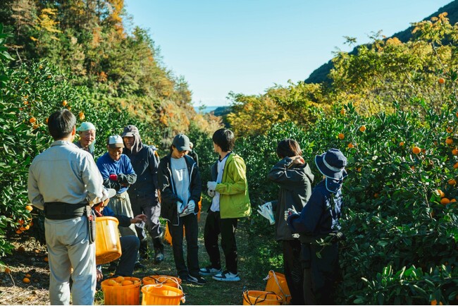 三重県最大のみかん産地、御浜町・紀宝町で4年目の「みかん収穫ワーケーション」開催