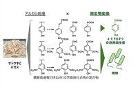 弘前大学の研究グループらが糖質を使用せずに基幹芳香族化合物を生産する新たな技術開発に成功 ― 非糖質原料からの「4-ヒドロキシ安息香酸」のバイオ合成法を創出 ―