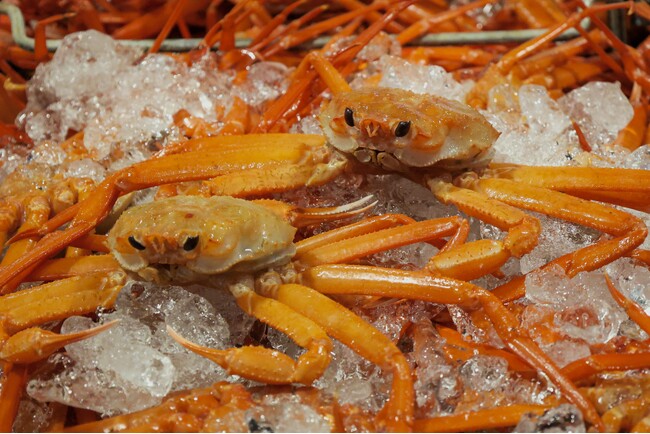 初水揚げ 14.8トン～境港に今シーズン初のベニズワイガニ！、岸壁に鮮やかな“紅”がずらり　“蟹取県”のカニシーズン本番到来