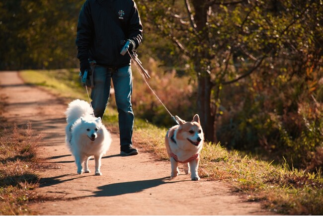 犬の多頭飼い｜97.50％が「して良かった」と回答、飼育頭数は「2匹」が約8割で最多、多頭飼いの魅力と注意点を調査【コノコトトモニ】