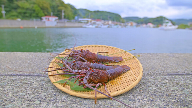 南伊豆町 伊勢海老まつり2026開催!旬の伊勢海老付きの夕食と温泉を満喫できる宿泊プランで旅へ出かけませんか