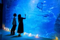 【京都水族館】シルバーウィークの5日間限定!夏の人気企画が復活
9月19日（土）から「夜のすいぞくかん」開催