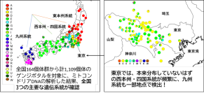 地域を越えた人為的な移動が、東京のゲンジボタルの地域的な遺伝構造をかく乱~全国164個体群・1,109個体のミトコンドリアDNA(COII)解析で、東京の70%超の個体群から地域外系統由来のハプロタイプを確認~