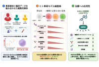 【横浜市立大学】VEXAS症候群の重症度を左右する仕組みの一端を解明