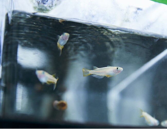 環境中に存在する抗うつ薬 ~ヒトと魚類に対する感受性の比較~