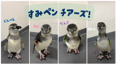【すみだ水族館】がんばれ、ペンギンのルーキーたち!
4羽に会える特別な2日間「すみペン チアーズ！」を開催