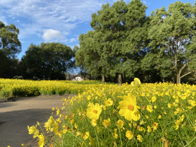 「秋の花物語」開催(国営木曽三川公園 木曽三川公園センター)
