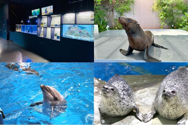 【マクセル アクアパーク品川】都市型水族館で学ぶ、【SDGs１４：海の豊かさを守ろう】見て、聞いて、楽しく学べる解説イベントが盛りだくさんの９日間。『アクアパーク「SDGsウィーク」』