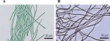 【東京農業大学（共同研究）】温泉の藍藻とオタマジャクシを結ぶ食物網の可能性を発見