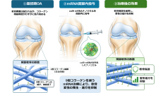 mRNA創薬の新展開！ 軟骨が壊れ始める“最初の一歩”をmRNAで食い止める ― 「疾患を治療する」から「疾患を成立させない」変形性関節症治療へ ―