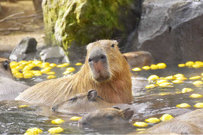 今シーズンは「カピバラのゆず湯」30周年！伊豆シャボテン動物公園で、“伊豆の冬の風物詩”としておなじみの『元祖カピバラの露天風呂』を開催、2026年11月21日（土）スタート！