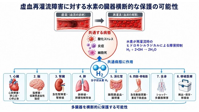 低濃度水素の多臓器保護 6 論文｜腎・肺・腸管・骨軟骨・新生児脳の虚血再灌流障害を横断軽減 MiZ・大阪大・京大・北里大ほか