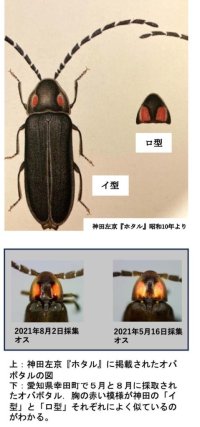 【中部大学】隠蔽種（いんぺいしゅ）のホタルを発見：同じ場所で時期をずらして現れる2つの近縁種—伝説のホタル研究者が90年前に残した予言を科学的に証明
