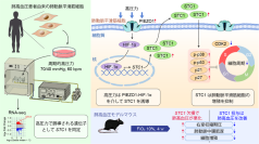 特発性肺動脈性肺高血圧症において高圧力誘導分子Stanniocalcin-1が血管リモデリングを抑制～ 肺血管保護的因子による新たな治療戦略となる可能性を示唆 ～