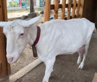 学校法人相模女子大学と相模原市獣医師会が「動物介在教育・学校飼育動物支援」で包括協定 学校での動物飼育が難しくなる中、持続可能な「命の教育」の地域連携モデルを目指す 9/14(月)には小学部に8代目のヤギが仲間入り