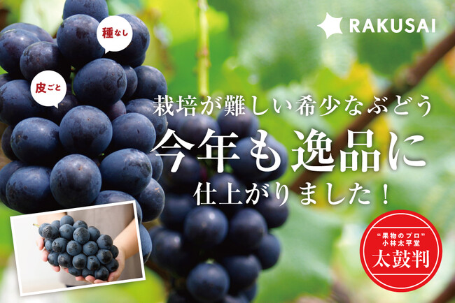 果物のプロ「小林太平堂」が太鼓判！希少ぶどう『ナガノパープル』（長野県産）