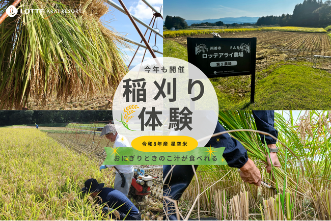 【ロッテアライリゾート】 スキー場のリフトで稲を干す、ここだけの“はさ掛け”米。ホテルオリジナルブランド「星空米」稲刈り体験ツアーを2026年10月4日(日)に開催