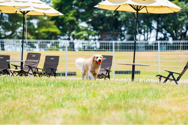 大型犬もOK!大分・国東の海辺のドッグリゾートがドッグランの日帰り利用を開始