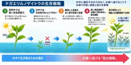 ナガエツルノゲイトウはなぜ水辺を制圧するのか―高い光合成能力と茎の伸長が生む侵略性―