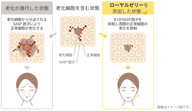 老化細胞から分泌される炎症性物質を抑制　ローヤルゼリーが「老化の連鎖を食い止める」ことを世界で初めて解明