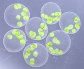 【大阪工業大学】淀川城北ワンドから新種「ヒスイボルボックス」日本国内の３ヶ所で発見