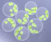 巨大な緑の球体の新種「ヒスイボルボックス」を日本国内3ヶ所から発見 ― 翡翠のように輝く球体は、まだ名を持たなかった ―