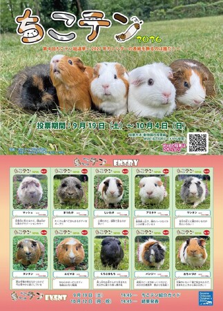 【智光山公園】推しテンジクネズミは誰だ！？ 100頭以上の頂点を決める熱き戦い、智光山公園こども動物園「第4回 ちこテン総選挙」2026年9月19日(土)より開催！