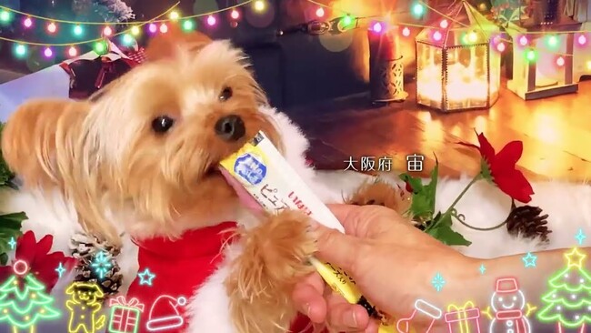 いなばペットフード クリスマスTVCM出演のわんちゃん、猫ちゃん動画を大募集