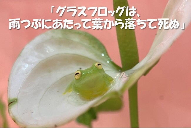 第1位は“雨つぶにあたって死んでしまう!?”グラスフロッグに決定＊サンシャイン水族館×高橋書店「ざんねんないきもの事典」シリーズ 「ざんねんないきもの展 総選挙inサンシャイン水族館」結果発表
