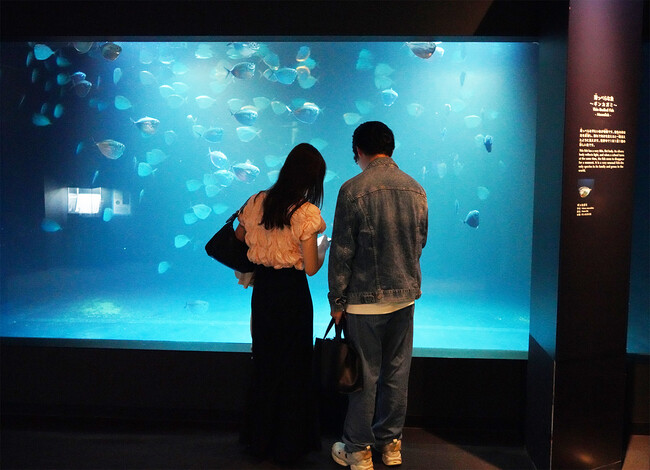 【9/6イベント開催報告】夜の水族館を舞台にした恋活イベント「Night Aquarium 2026 in アクアマリンふくしま」
