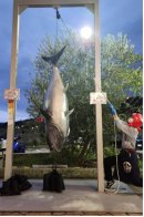巨大マグロに挑戦 巨大マグロに挑戦
