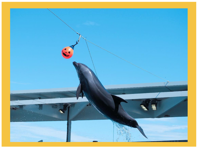 【上越市立水族博物館 うみがたり】うみがたりハロウィン２０２６【２０２６年１０月１日（木）～１１月１日（日）】