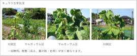 キュウリ生育状況比較 キュウリ生育状況比較