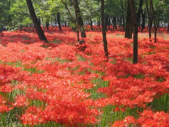 秋の絶景！真紅に染まる「曼珠沙華の里 巾着田（きんちゃくだ）」　休暇村奥武蔵では、巾着田曼殊沙華まつり会場までお送りする宿泊プランを9月28日より販売
